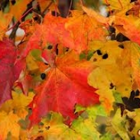 Brīvlaiki 2013./2014.m.g. Rudens