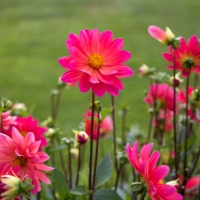 Sveicam skolas jauno pianistu konkursa Mocarta un Graubiņa gadskārta 2016 uzvarētājus un dalībniekus! Flowers