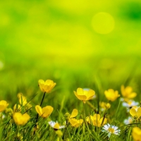 Dārza svētki Spring 316535 960 720