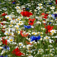 VĒLAM JAUKU VASARU UN TIEKAMIES 1.SEPTEMBRĪ! Daisies Poppies Cornflowers Ears Meadow Summer 40889 2560x1600