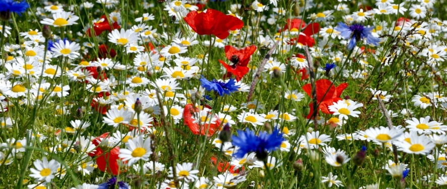 Daisies Poppies Cornflowers Ears Meadow Summer 40889 2560x1600